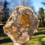 Image result for Petrified Things