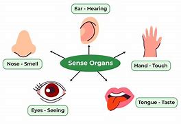 Image result for 5 Sense Organs