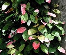 Image result for Actinidia Kolomikta