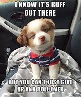 Image result for Animal Encouragement Memes