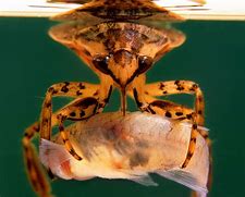 Image result for Giant Water Bug