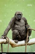 Image result for Gorilla Climbing Rope