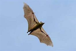 Image result for Fruit Bat In-Flight