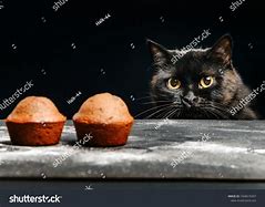 Image result for Cat Eating Muffin