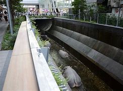 Image result for Shibuya River