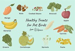 Image result for What Can Birds Eat