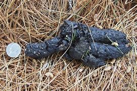 Image result for Armadillo Droppings