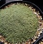 Image result for Arenaria tetraquetra