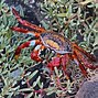Image result for Colorful Crab