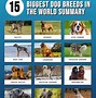Image result for Biggest Dog Breed Ever