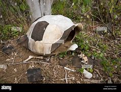 Image result for Giant Tortoise Shell