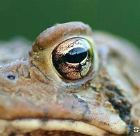 Image result for Meme Toad Frog Yellow Eyes