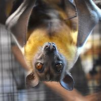 Image result for Straw-Coloured Fruit Bat