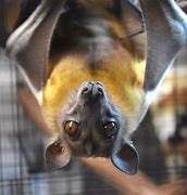 Image result for Fruit Bat Photos