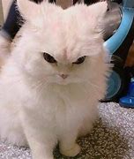 Image result for Angry Kitty Meme