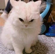 Image result for Mad Cat Meme