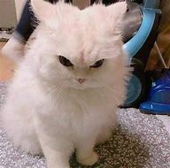 Image result for Angry Grey Cat Meme