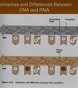 Image result for DNA vs RNA Table