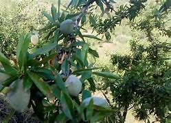 Image result for almendroo�n