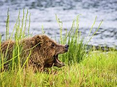 Image result for Mad Mama Bear