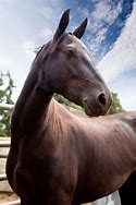 Image result for Red Morgan Horse