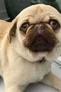 Image result for Chocolate Pug Puppies