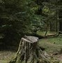 Image result for Broken Tree Stump