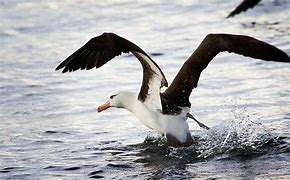 Image result for albatroe