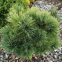 Image result for Pinus cembra Stoderzinken 6