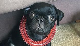 Image result for Dead Pug