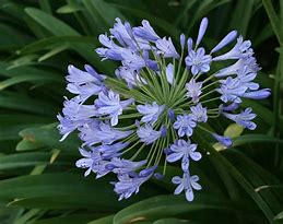 Image result for Agapanthus Elisabeth