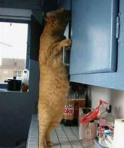 Image result for Funny Cat Burglar