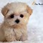 Image result for tiny home dog pictures