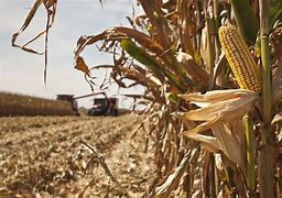 Image result for Corn Harvest Pictures