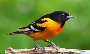 Image result for the_birds_of_america