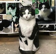 Image result for Life-Size Cat Print Out