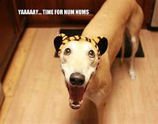 Image result for Greyhound Dog Meme