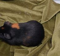 Image result for Black and Brown Guinea Pig