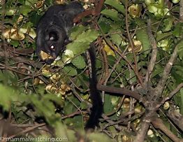 Image result for anomalidae