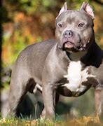 Image result for Pitbull XL Bully