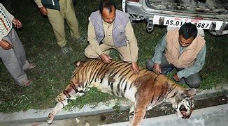 Image result for Bengal Tiger Attacks On Humans