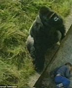 Image result for Harambe and Jonbo