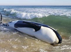 Image result for Whale Die