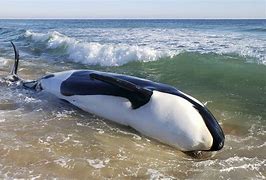Image result for Death by Killer Whale