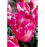Image result for Tulipa Elsenburg