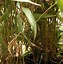 Image result for Fargesia robusta Pingwu