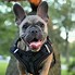 Image result for Measure Dog for Harness