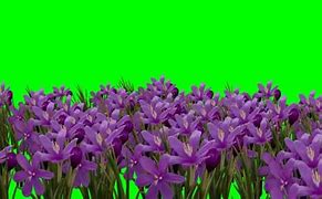 Image result for Free Animated Green Screens
