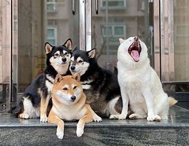 Image result for Shiba Inu Dog Funny
