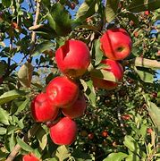 Image result for Ambrosia Apple Tree Nursery